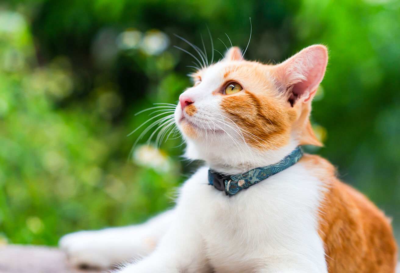 cat outdoors with collar on